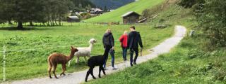 Banner zeigt drei Personen bei einer Alpakawanderung in der Natur